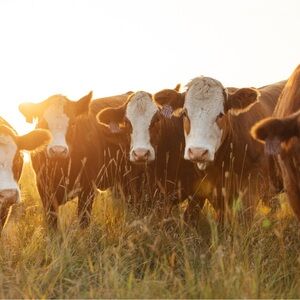 Unlisted For Live Show December 31